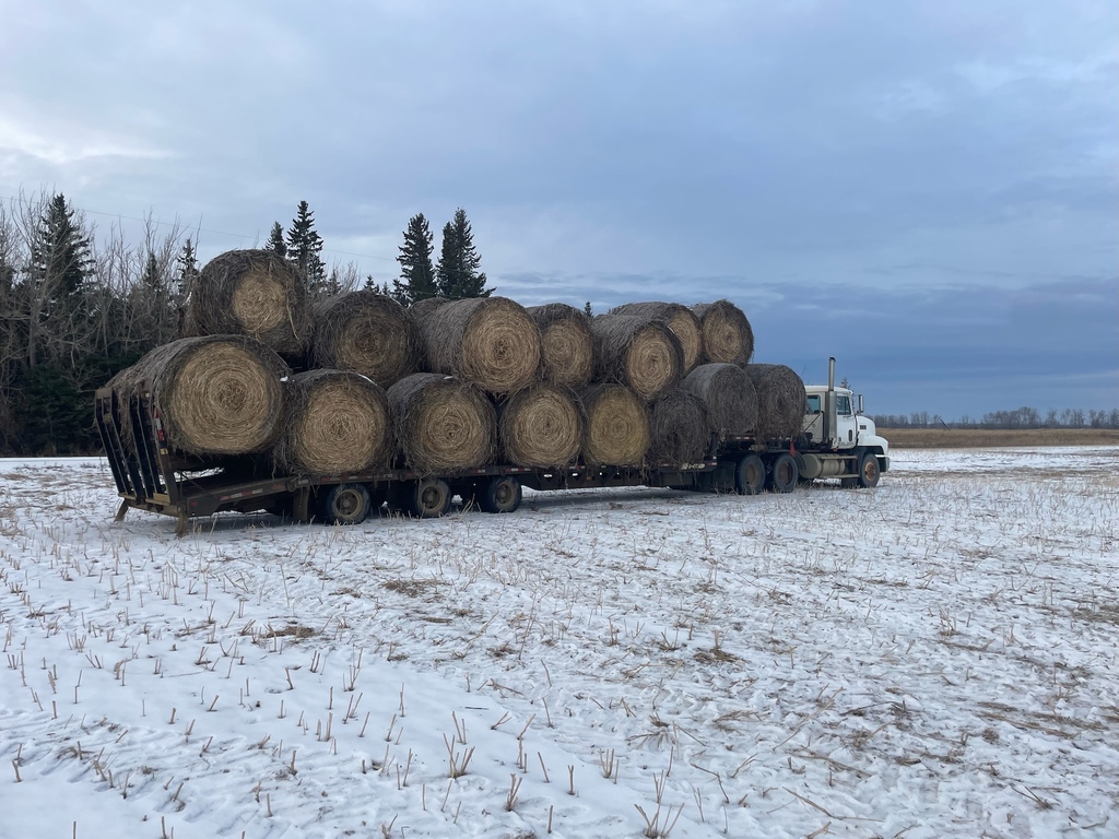 If you drive by you may notice some action in the Smoky Hemp Decortication yard as bales from the 2022/23 growing seasons are delivered. 
#SmokyHempDecortication #SmokyAgSolutions #Hemp #CanadaHemp #AlbertaHemp #Agriculture #ABagriculture #CdnAg #ABgrows #IndustrialHemp