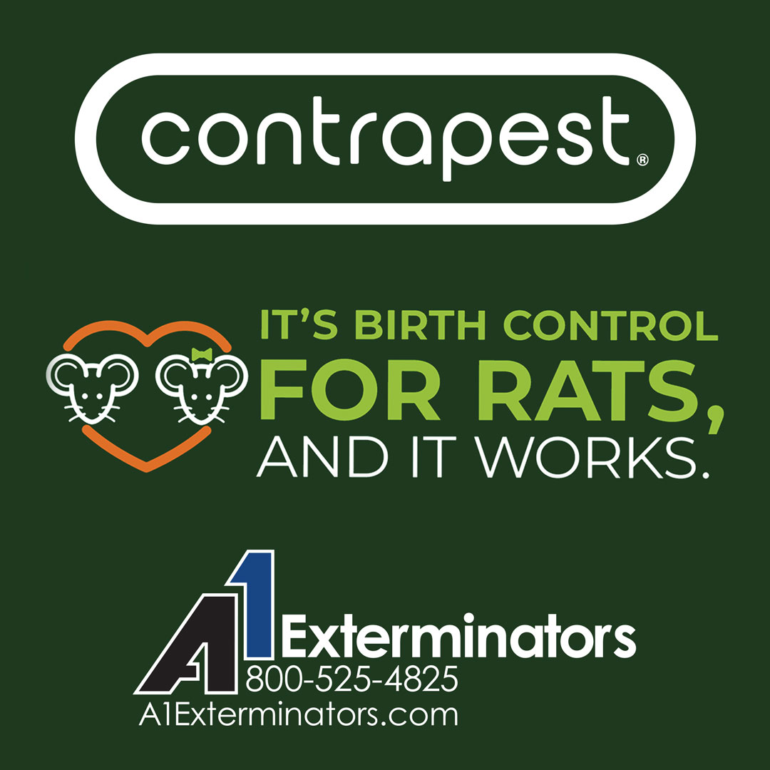 A1Exterminators's tweet image. Rat birth control seems unusual but it&apos;s effective &amp;amp; ethical. 💊🐀 ContraPest uses natural ingredients to humanely curb rat mating, fertility &amp;amp; population growth. 🐭  ContraPest revolutionizes humane rat removal! Learn more: a1exterminators.com/contrapest-rat… #contrapest #rats