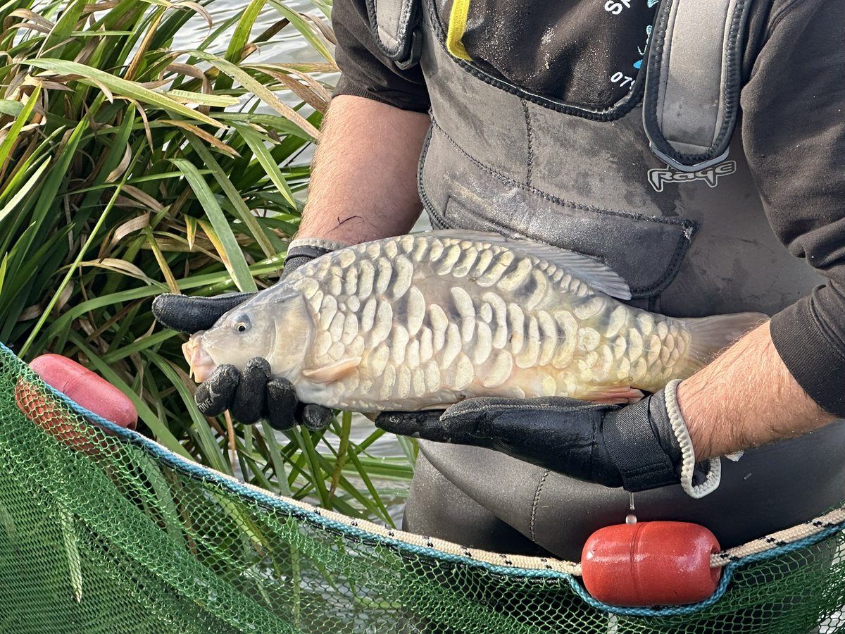 SrSpringrock's tweet image. Netting day