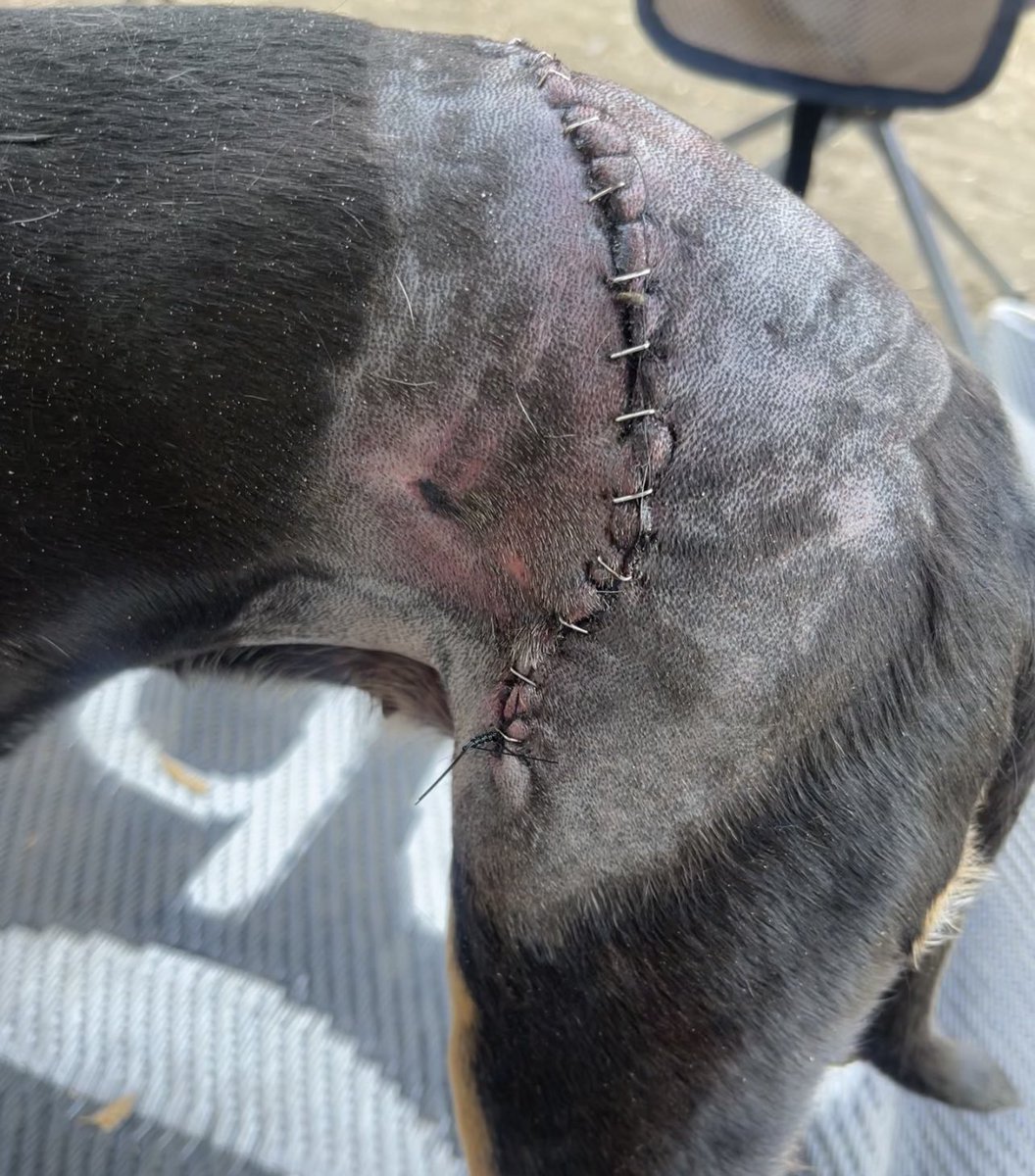 CheneeDColeman's tweet photo. @KOAKampgrounds What are your owners doing about dog attacks from other owners. My dog was attacked at the Santa Paula location and I have her to hear from the owner of that KOA. https://t.co/9dMU0dSjMR