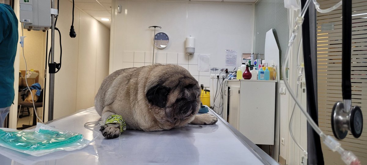 Aujourd'hui, j'ai opéré un phoque... 
<a href="/VetoNutri/">Dre Vet Charlotte Devaux</a> il est pas mal celui là... 

Plus sérieusement, ne laissez pas votre chien en arriver là.