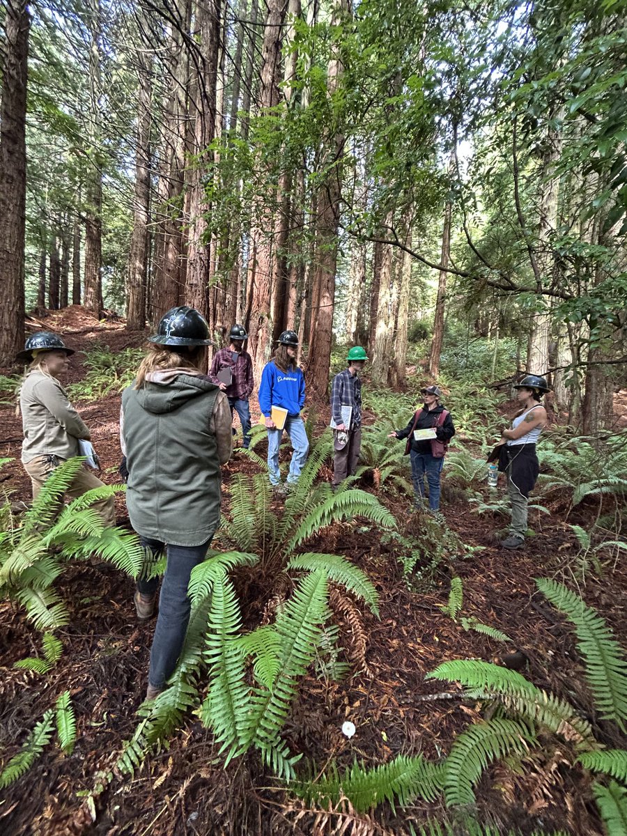 Annie Fehrenbach, a CA Geological Survey engineering geologist, recently took College of the Redwoods students into the woods for hands-on lessons. They explored the importance of understanding local geology for timber harvesting and road engineering.#GeologyMeetsForestry 🌲🌎