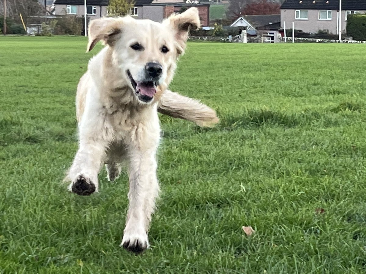 Bella the Therapy Dog tweet media