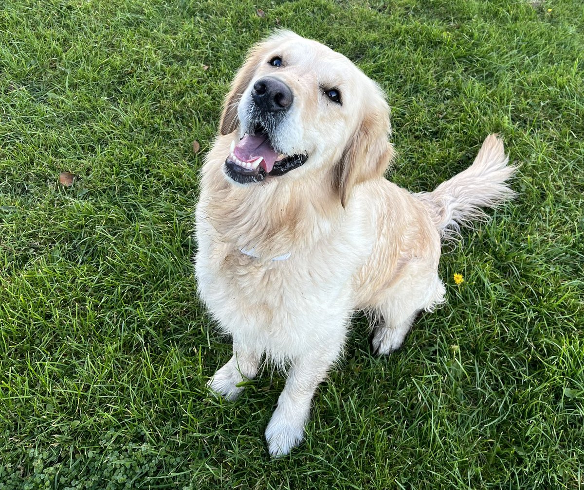 Bella the Therapy Dog tweet media