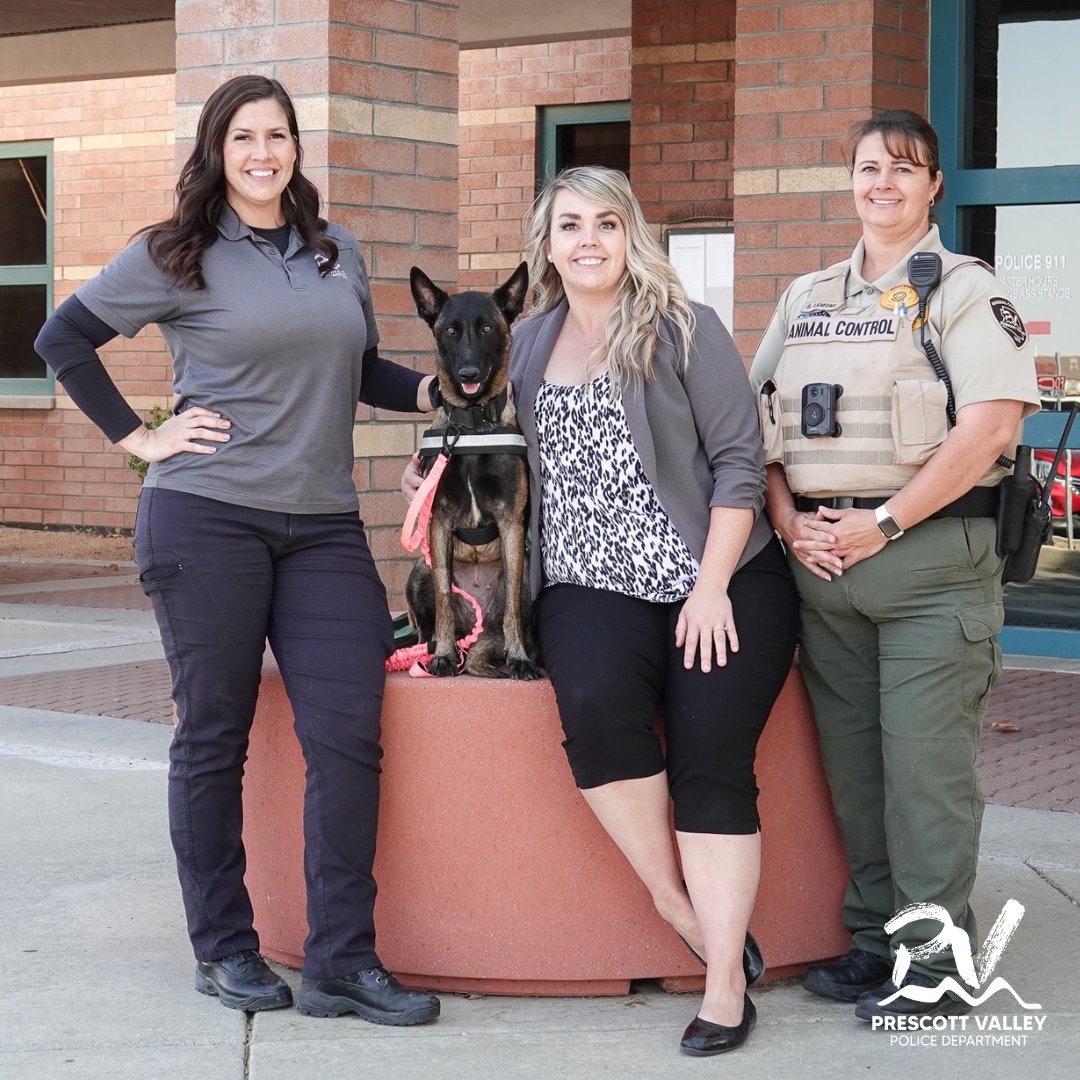 Once A Stray, 'Mallie' is Now #PrescottValleyPD's New Facilities Dog Visit our website for details: prescottvalley-az.gov/1460/Nov-8-202…