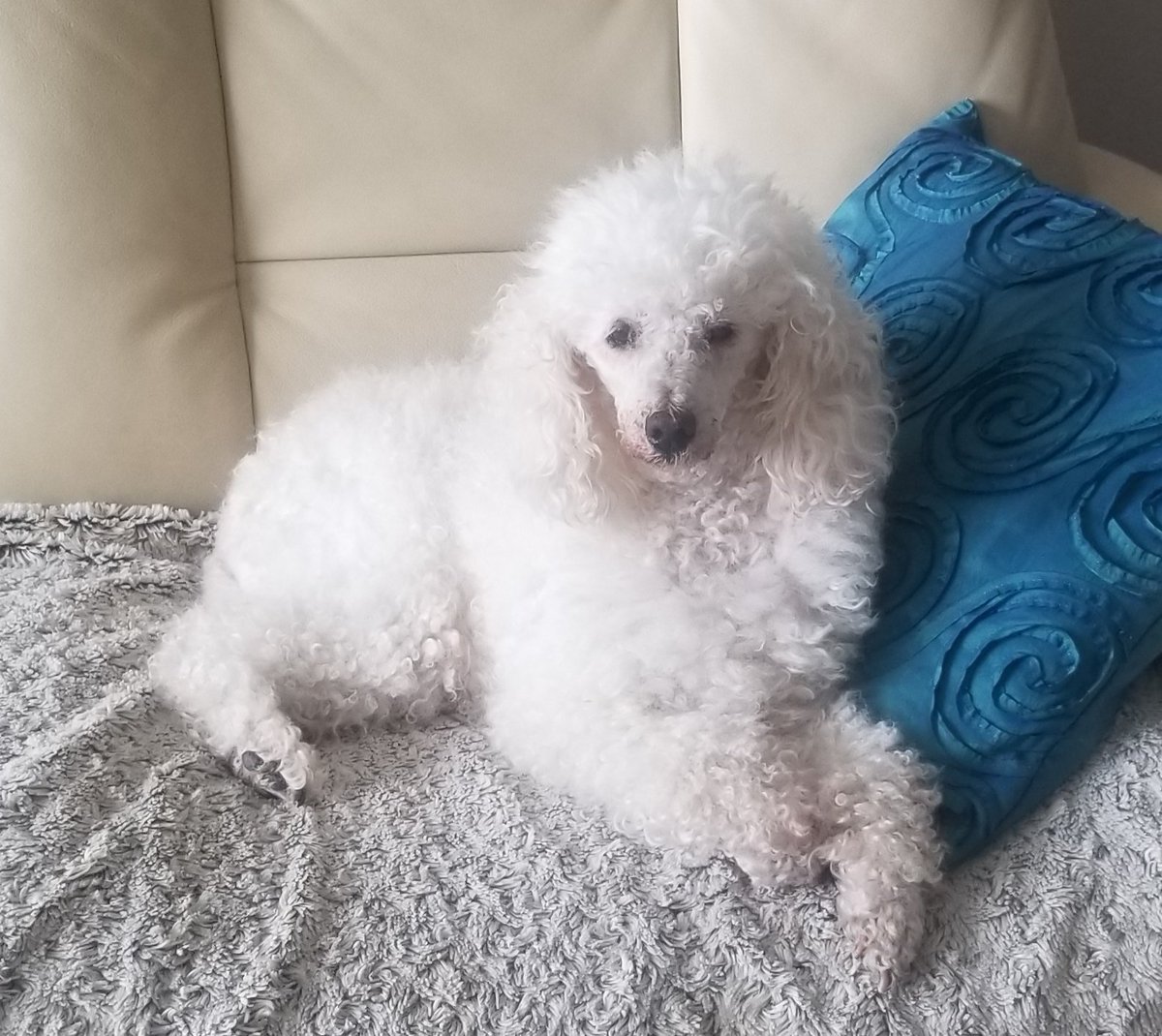 ShawnLBird's tweet photo. Feb 2022 my friend died and we took in her 13 yo kennel foundation girl (dam of my 6 yo poodle #Kiltti). Vet noticed a huge spleen tumour so we bid farewell Mon. It's like losing Ramona again. Horrible sad week. 
Bye sweet Emma. #MrangPoodles Am Can CH Belcourt Valgai Dilemma https://t.co/qKfLlARHY9