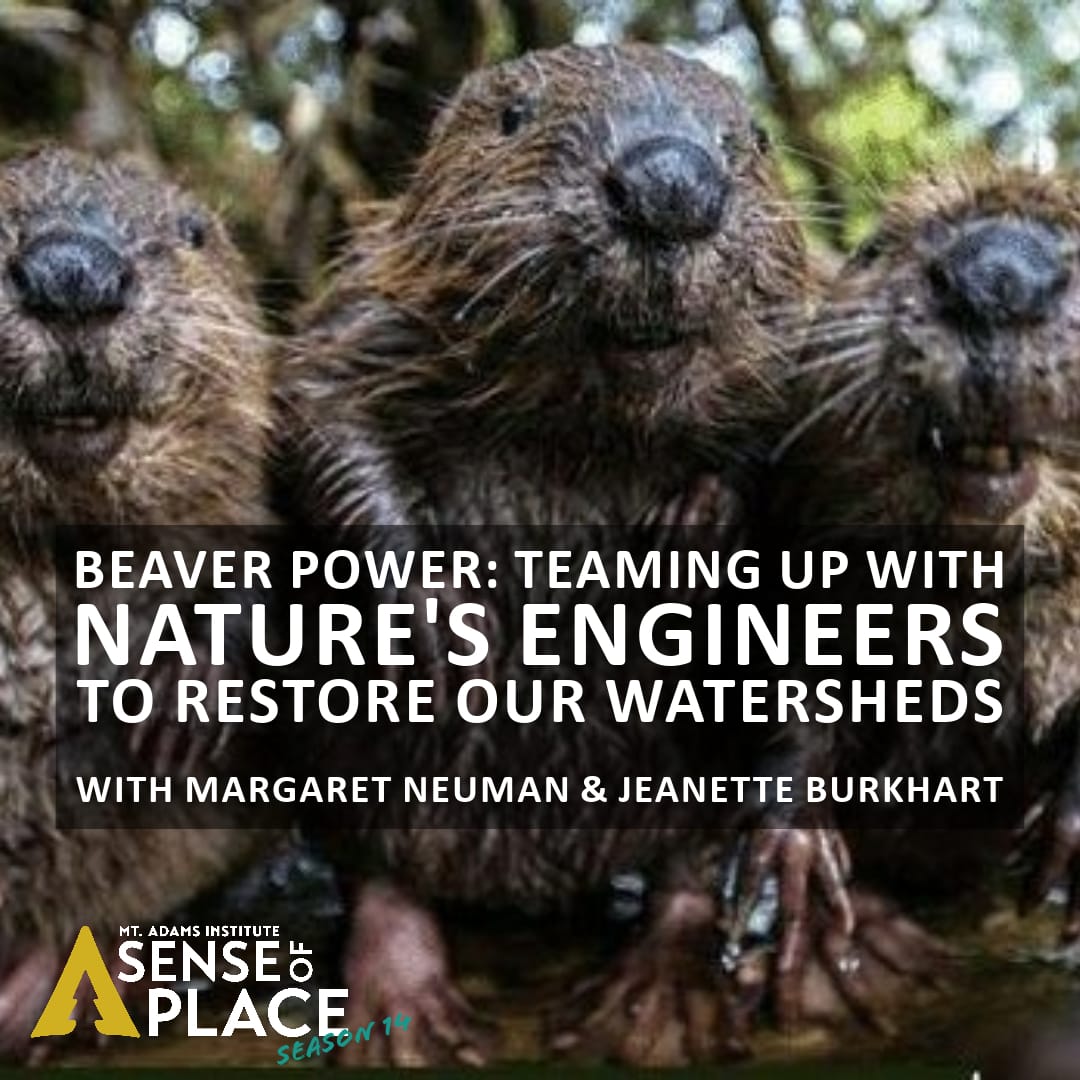 Join us in ONE WEEK for an eye-opening lecture about the complex relationship between humans and #beavers in the #PacificNorthwest.

 #EcosystemEngineering #PacificNorthwestNature #LandscapeRestoration #NatureLecture #MtAdamsInstitute #SenseOfPlace #HoodRiver #ColumbiaRiverGorge