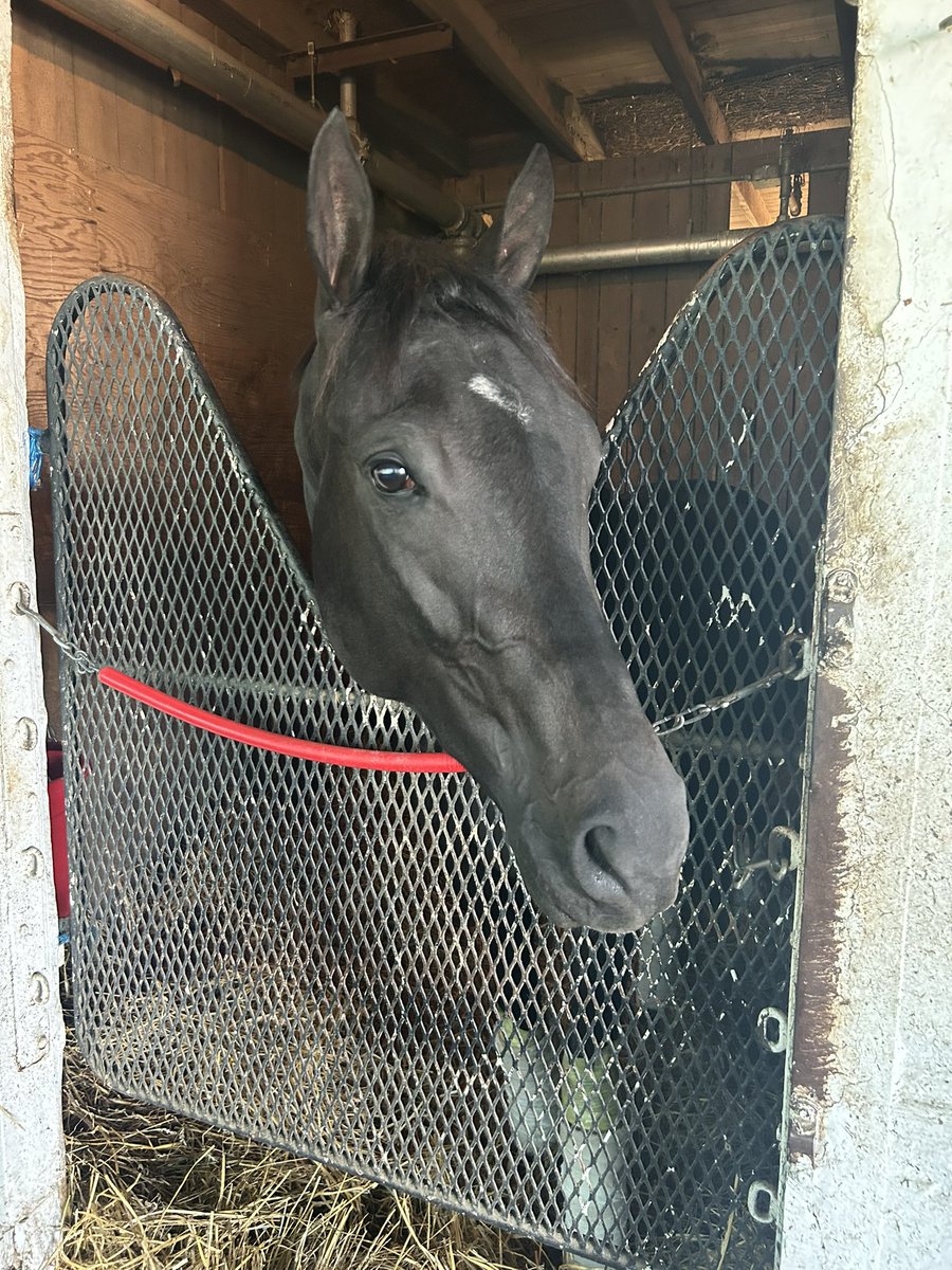 BGRacingClub's tweet photo. Charge the Castle makes his debut tomorrow @ChurchillDowns ! Good luck and safe trip CTC! https://t.co/OmOMpQqrgv