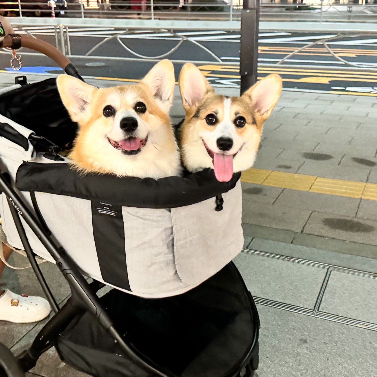 elmoelmodog's tweet photo. 飲んで帰った日の、お迎えが可愛過ぎて...毎日迎えに来て欲しい。

#コーギー
#コーギーのいる暮らし https://t.co/LrFVe21Hgs