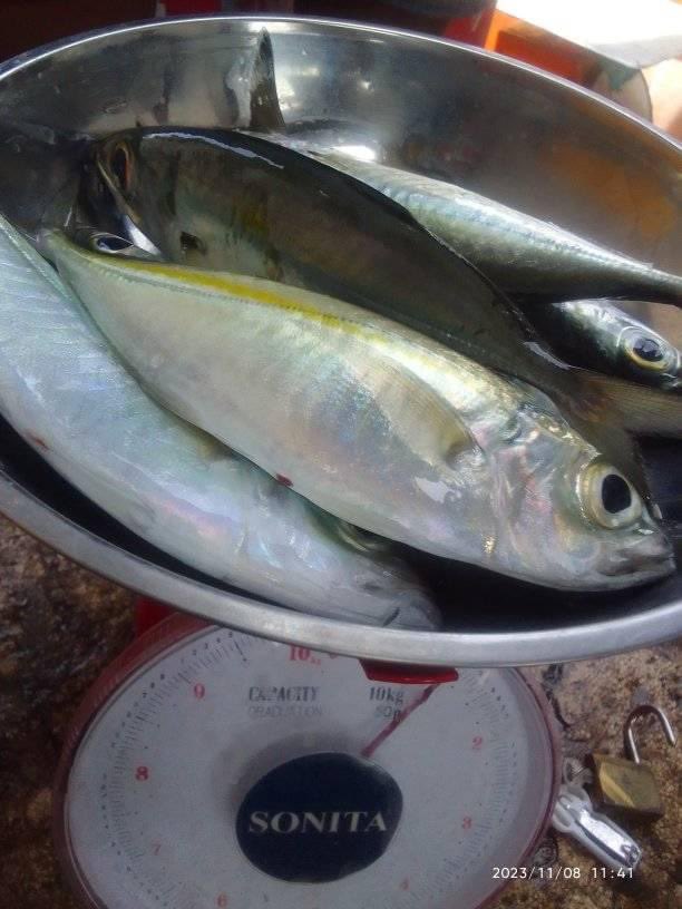 EtangoSandra's tweet photo. Kamis (09/11), Sandra Etango, Luhkan Kab. Boalemo, di Pelaku Utama (Yerdan Hilala) Ds.Tapadaa, melaporkan tangkapan Ikan selar, dengan alat tangkap Bagan, 08/11/23 sebanyak 50Kg, harga jual 10.000/kg
#GiatLuhkanSatminkalBitung
#LuhkanBoalemo
#Tangkap https://t.co/ZLyC3bucjl