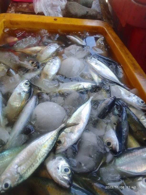 EtangoSandra's tweet photo. Kamis (09/11), Sandra Etango, Luhkan Kab. Boalemo, di Pelaku Utama (Yerdan Hilala) Ds.Tapadaa, melaporkan tangkapan Ikan selar, dengan alat tangkap Bagan, 08/11/23 sebanyak 50Kg, harga jual 10.000/kg
#GiatLuhkanSatminkalBitung
#LuhkanBoalemo
#Tangkap https://t.co/ZLyC3bucjl