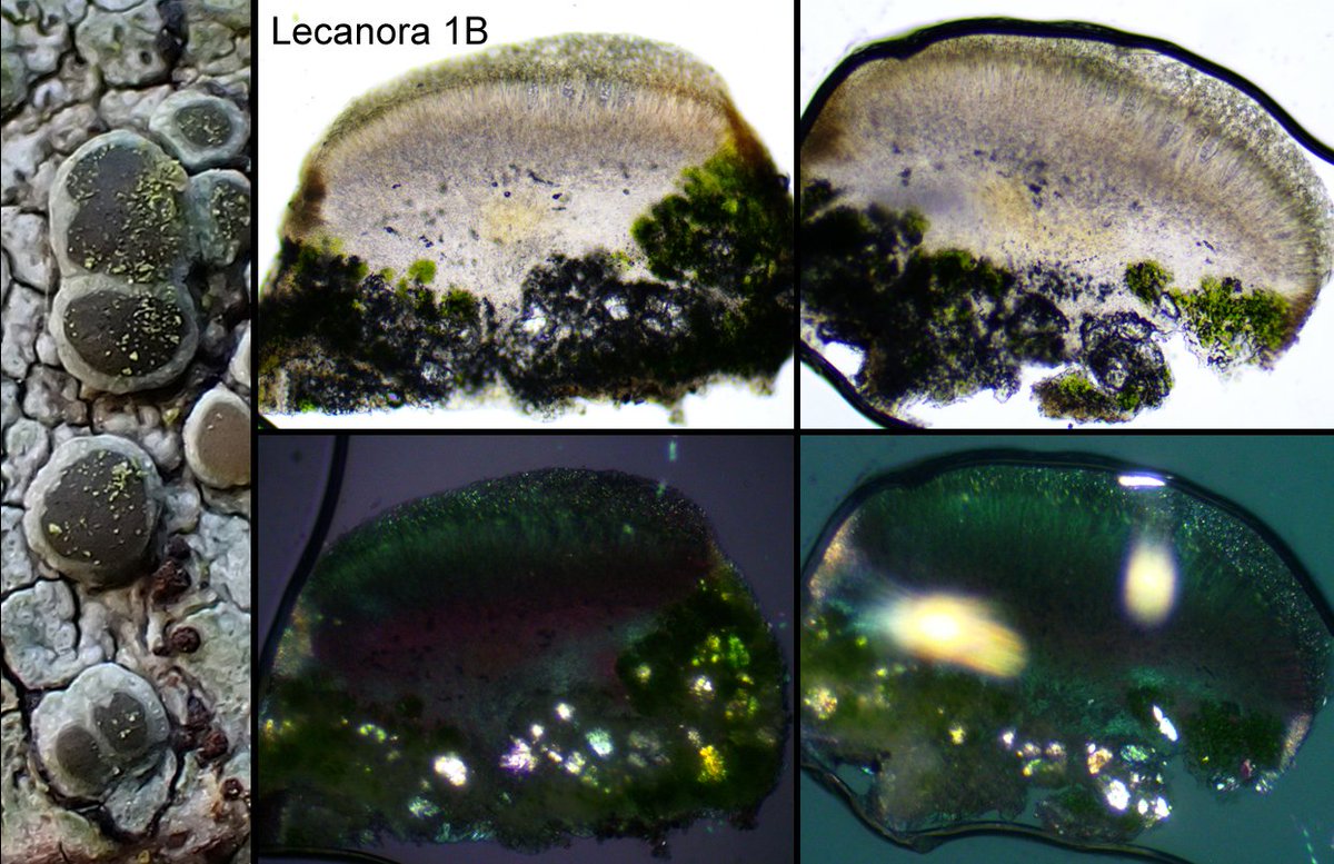 Following on from my earlier Lecanora post these are polarised micrographs of both the pale (Q1A) and the darker apothecia (Q1B) in Q1. They were on a 2 cm diam branch from a roadside Oak, C-, K - or + very faintly yellow <a href="/obfuscans3/">Mark Powell</a> <a href="/specanatura/">Anthony Speca</a>