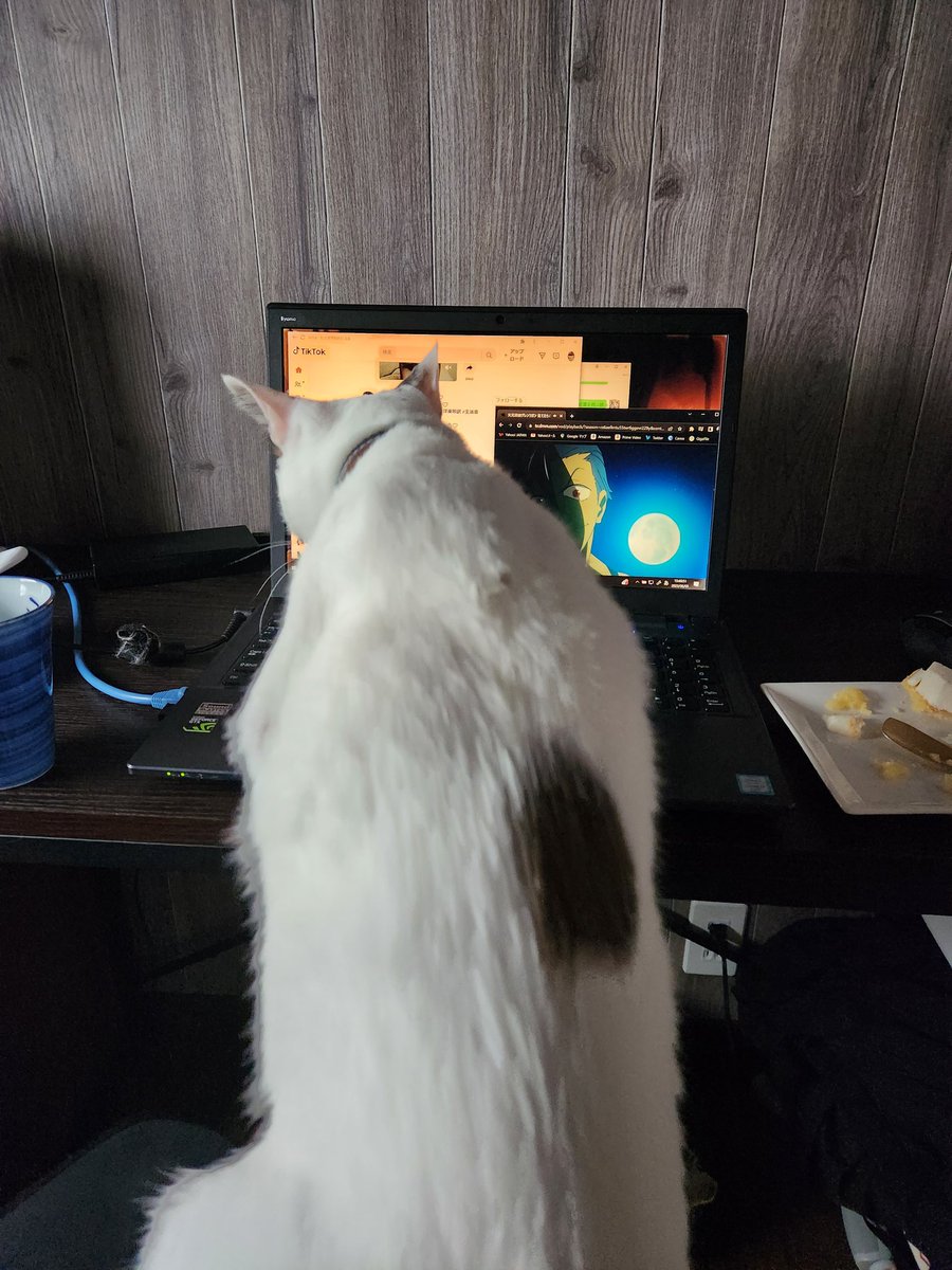 tsukune216's tweet image. 猫、私の代わりに仕事してくれるって