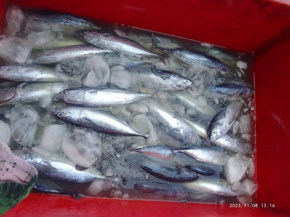 EtangoSandra's tweet photo. Kamis (09/11), Sandra Etango, Luhkan Kab. Boalemo, di Pelaku Utama (Agus Karim) Ds. Tapadaa, melaporkan tangkapan ikan Tongkol, dengan alat tangkap pancing, 07-08/11/23 sebanyak 150Kg, harga jual 20.000/ekor
#GiatLuhkanSatminkalBitung
#LuhkanBoalemo
#Tangkap https://t.co/46ItwSeGkn