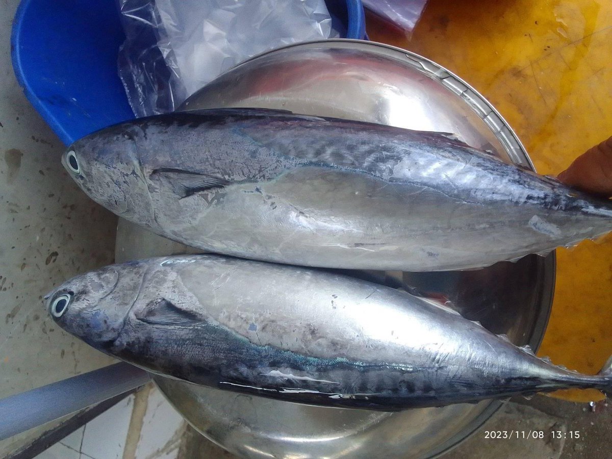 EtangoSandra's tweet photo. Kamis (09/11), Sandra Etango, Luhkan Kab. Boalemo, di Pelaku Utama (Agus Karim) Ds. Tapadaa, melaporkan tangkapan ikan Tongkol, dengan alat tangkap pancing, 07-08/11/23 sebanyak 150Kg, harga jual 20.000/ekor
#GiatLuhkanSatminkalBitung
#LuhkanBoalemo
#Tangkap https://t.co/46ItwSeGkn