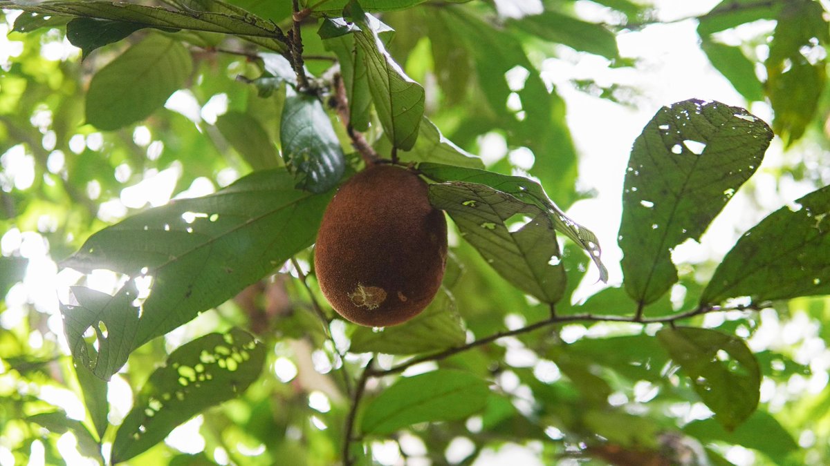 Mongabay Latam tweet media