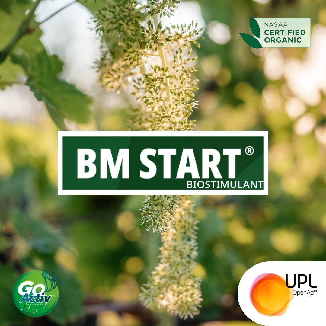UPLAUSLtd's tweet photo. 🍇BM Start® #biostimulant supports #vineyard performance with #GoActiv® seaweed filtrate + essential nutrients for #vine growth, health & even fruitset.
Act now to support vines for the season 👉 https://t.co/6CMhDBzNQX
#UPL #OpenAg #BMStart #CertifiedOrganic #Vineyard https://t.co/7wDxhtWOwF