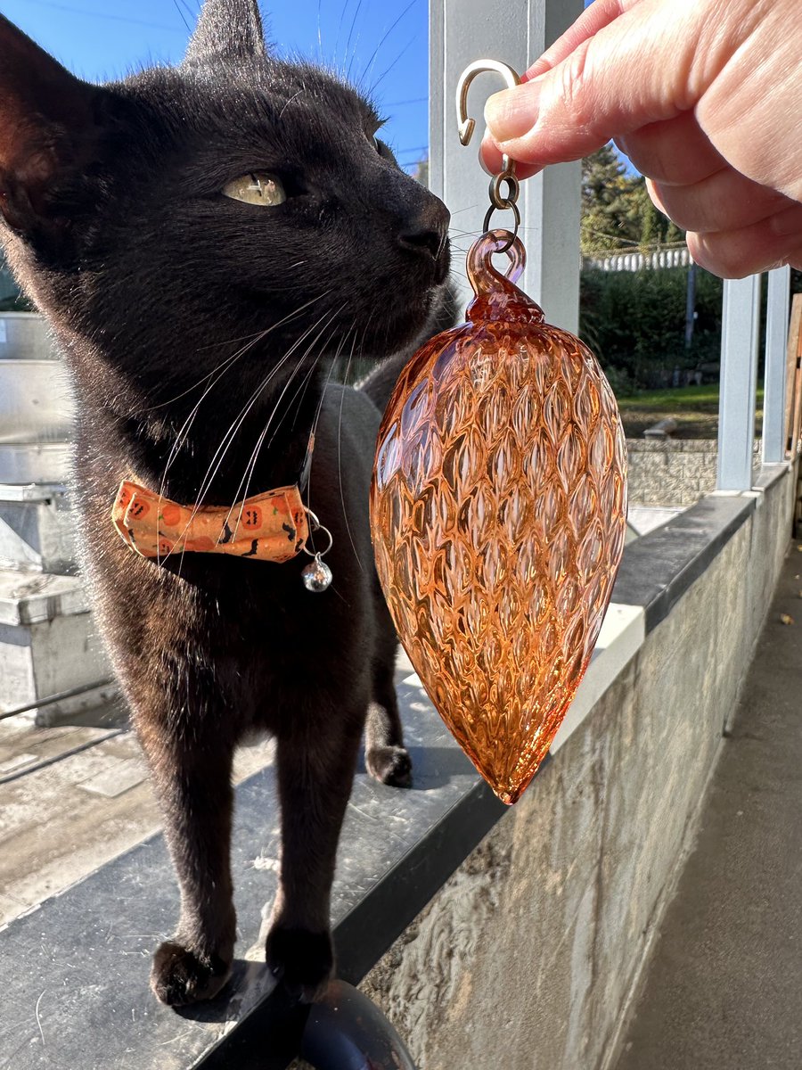 avalonglass's tweet image. Sausage the Cat fancies “Coho” our 2023 Special Edition Ornament. A portion of proceeds benefit the Seattle Public Library Foundation. Catch yours before they sell out! avalonglassworks.etsy.com

#blownglass #madeinseattle