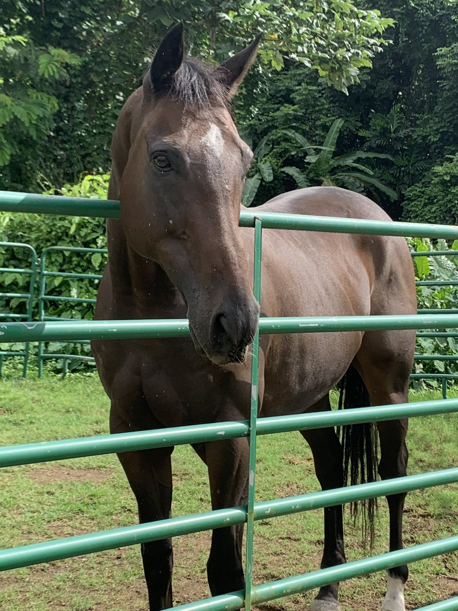 CaribbeanTBAftercare (@caribbeanottb) on Twitter photo Welcome to CTA farm & retirement champion NOBLE INDY🎉🎉🎉 Thank you <a href="/RepoleStable/">Repole Stable</a> for offering to send him to <a href="/Oldfriendsfarm/">Old Friends</a> We’re sure he’ll have lots of fans wanting to visit him when he gets to Kentucky! <a href="/strikenwin/">KELLEY STOBIE</a> <a href="/Chrissy_Ottb/">Chrissy</a> <a href="/ShelleyBlodgett/">Shelley Blodgett</a> Welcome to CTA farm & retirement champion NOBLE INDY🎉🎉🎉 Thank you <a href="/RepoleStable/">Repole Stable</a> for offering to send him to <a href="/Oldfriendsfarm/">Old Friends</a> We’re sure he’ll have lots of fans wanting to visit him when he gets to Kentucky! <a href="/strikenwin/">KELLEY STOBIE</a> <a href="/Chrissy_Ottb/">Chrissy</a> <a href="/ShelleyBlodgett/">Shelley Blodgett</a>
