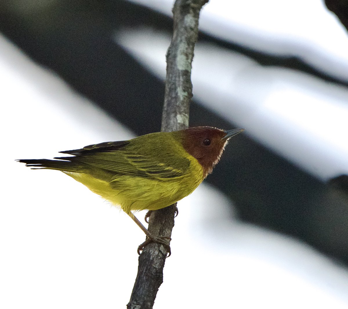 The beautiful male Yellow Warbler from Costa Rica a few days ago <a href="/NatGeoTravel/">Nat Geo Travel</a> #BBCWildlifePOTD #wildlifephotography #TwitterNatureCommunity #birding #NaturePhotography #CostaRica