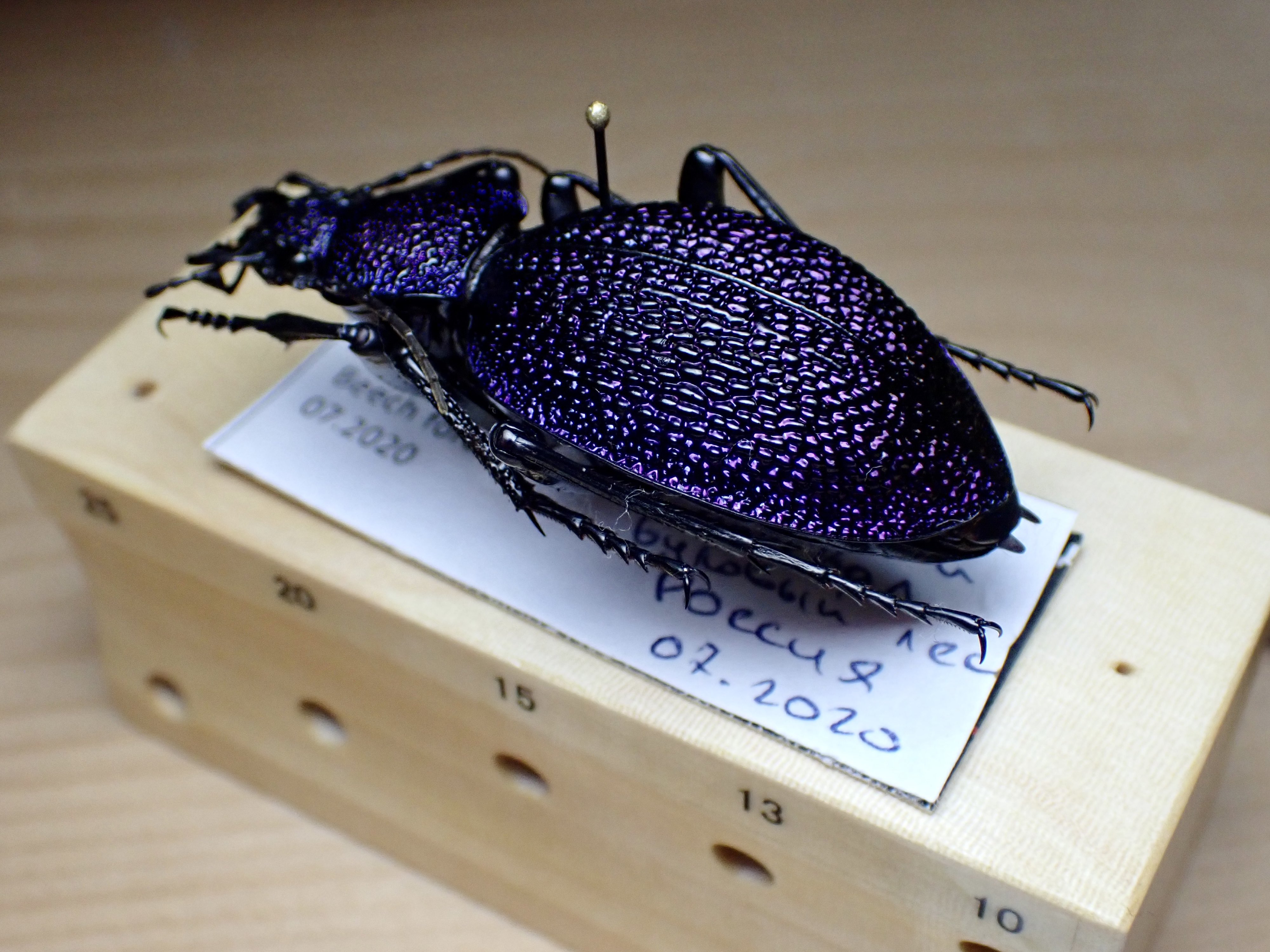 イボハダオサムシ標本 ★クリミア半島産C.scabrosus tauricus イボハダオサムシ標本 ☆クリミア半島産C.scabrosus tauricus