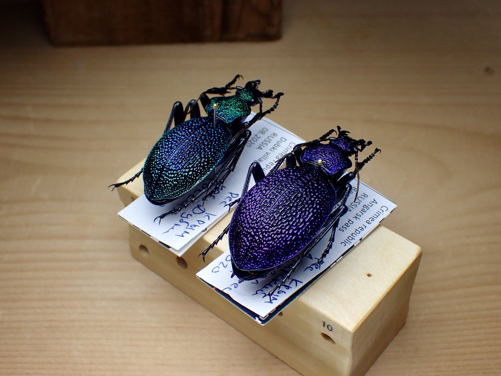 イボハダオサムシ標本 ★クリミア半島産C.scabrosus tauricus イボハダオサムシ標本 ☆クリミア半島産C.scabrosus tauricus 標本