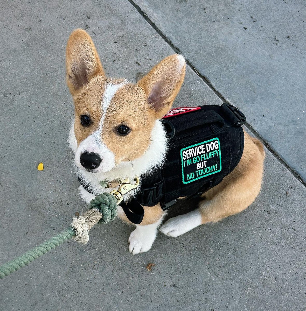 Fox 🌙 is on bsky! tweet media