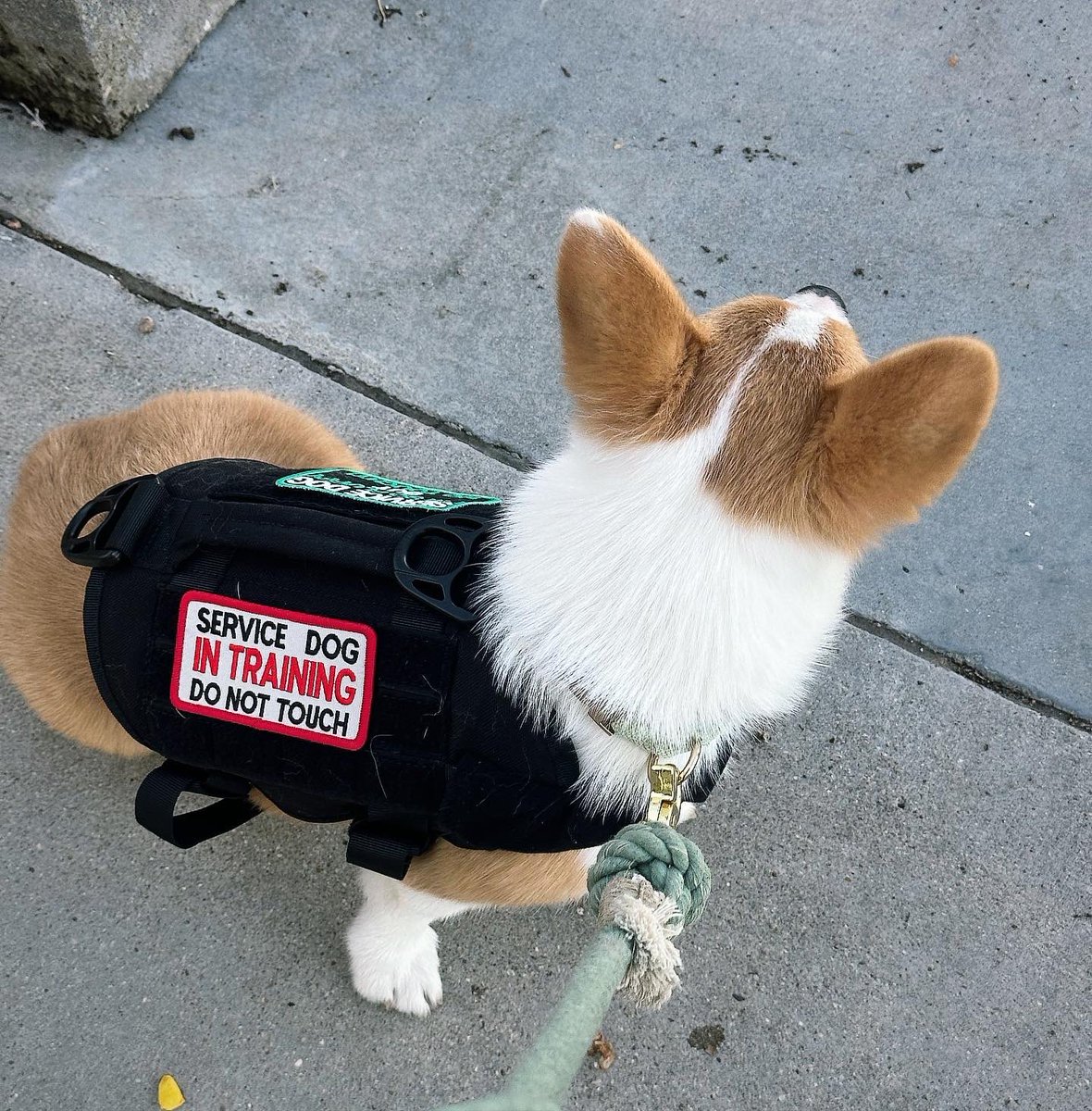 Fox 🌙 is on bsky! tweet media