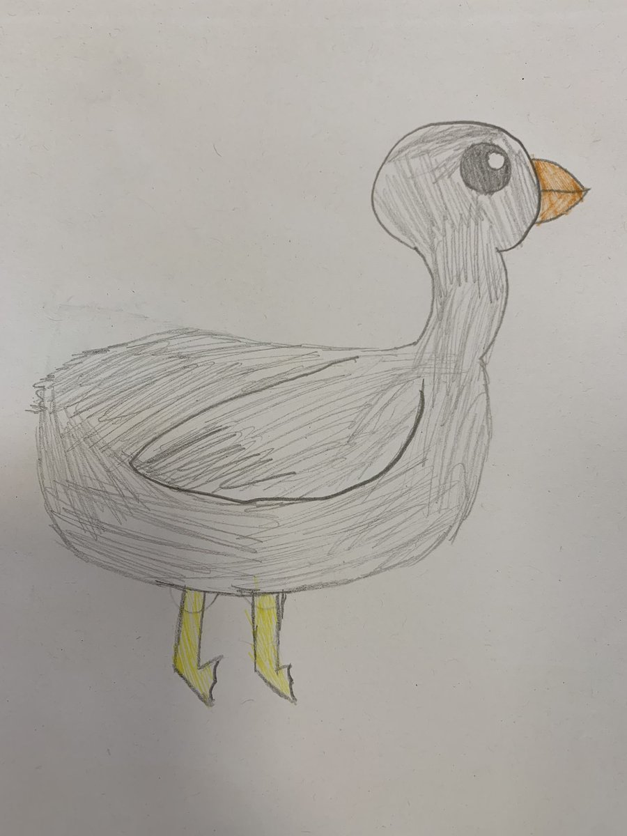 Pukeko_Calvert's tweet photo. Brightbill by Maya https://t.co/4x3dql35Se