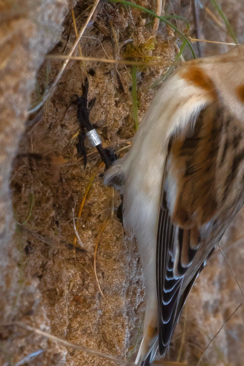 StStu2112's tweet photo. @Horsburgh2 @DurhamBirdClub Managed to get a pic of the said Bunting with ring . Rotated pic for better view. Anyone able to give info as to where it was ringed, Thanks. https://t.co/1QUcE4feDE