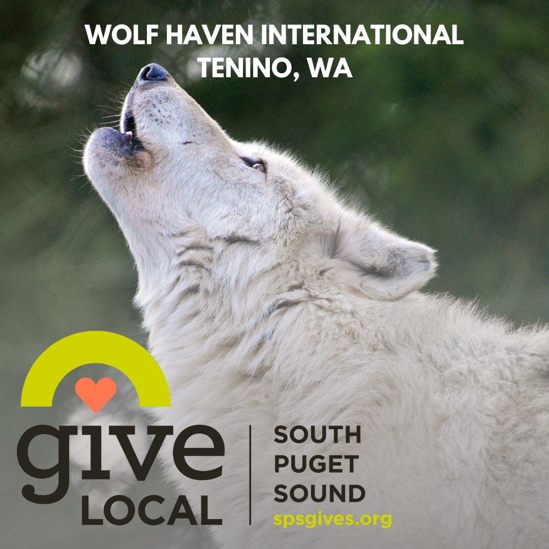wolfhavenint's tweet image. We&apos;re excited to be part of #GiveLocal2023 with @tcfsps from Nov. 6-17. You, too, can make a gift to Wolf Haven International through spsgives.org/o/community-fo…. 
Together, we give on spsgives.org to flourishing nonprofit projects that uplift community well-being for all.