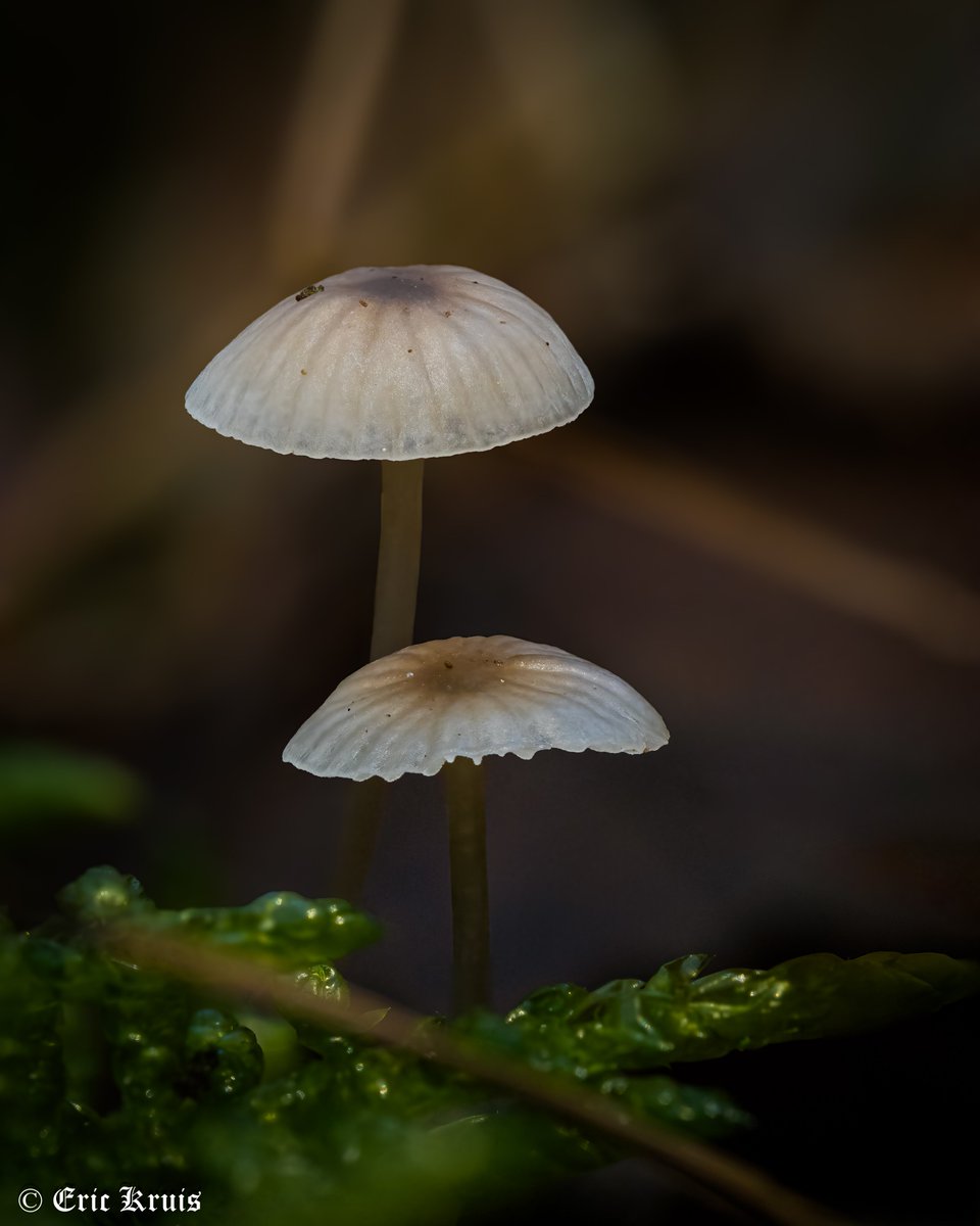 pictureric's tweet photo. Mini paddenstoel. Zie tweede foto voor een idee van de grootte.
Mini mushroom. See 2nd photo for an idea of the size.

#autumn #autumnvibes #fall #fallvibes #mushroom #mushrooms #autumnphotography #focusstack #nature #naturephotography https://t.co/X5s0B06eHk