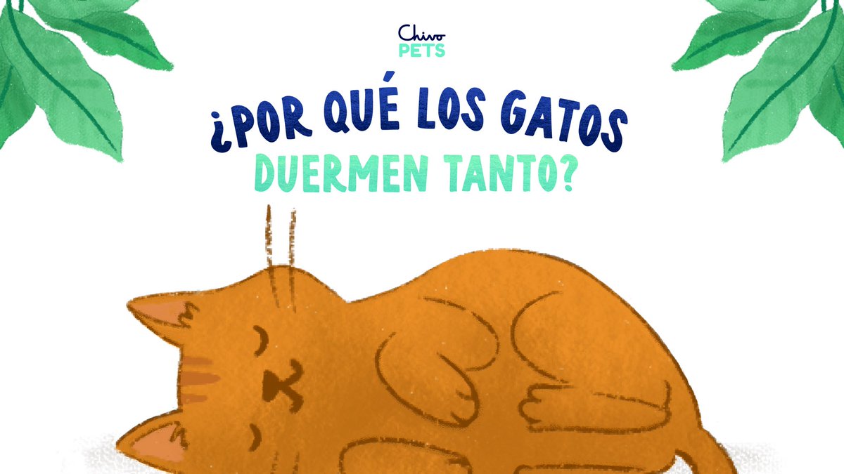 chivopets's tweet image. Los felinos domésticos pueden dormir el 70% del día. 💤🤔

Un gatito adulto puede dormir entre 12 y 17 horas diarias mientras que un cachorro puede dormir hasta 20 horas en el día. 🥹

Los gatos duermen mucho por naturaleza, ya que son salvajes y de caza, y al estar domesticados…