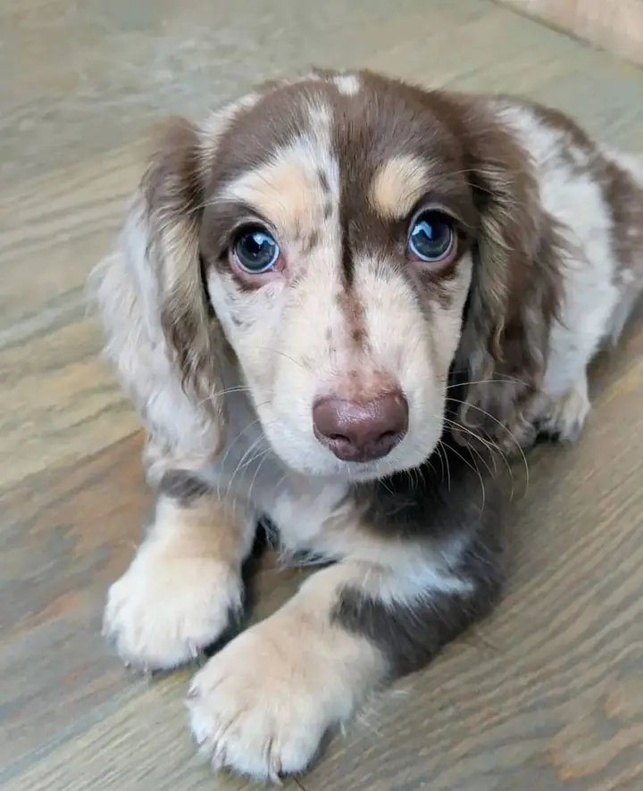 Dachshund tweet media