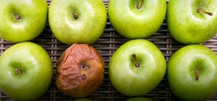 argo_asfaw56017's tweet photo. "If you will never taste a bad Apple, you will never appreciate a good Apple".

Just like, you have to experience life to understand life 😔😔. https://t.co/H76O1DSMbT