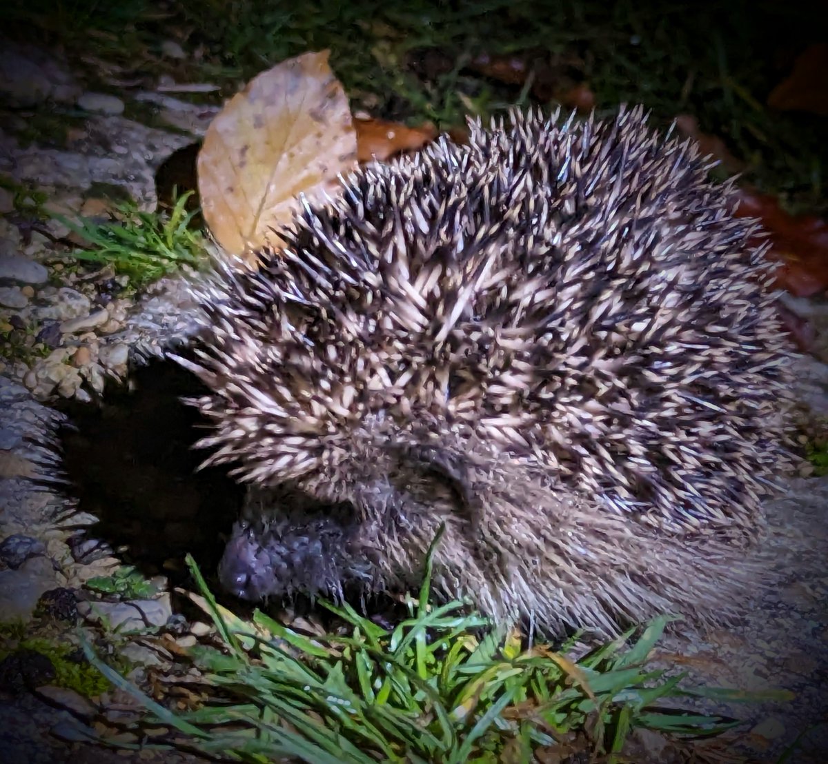 Simon Cole (@s1m0nc) on Twitter photo Always nice to these little fellas out and about. Always nice to these little fellas out and about.