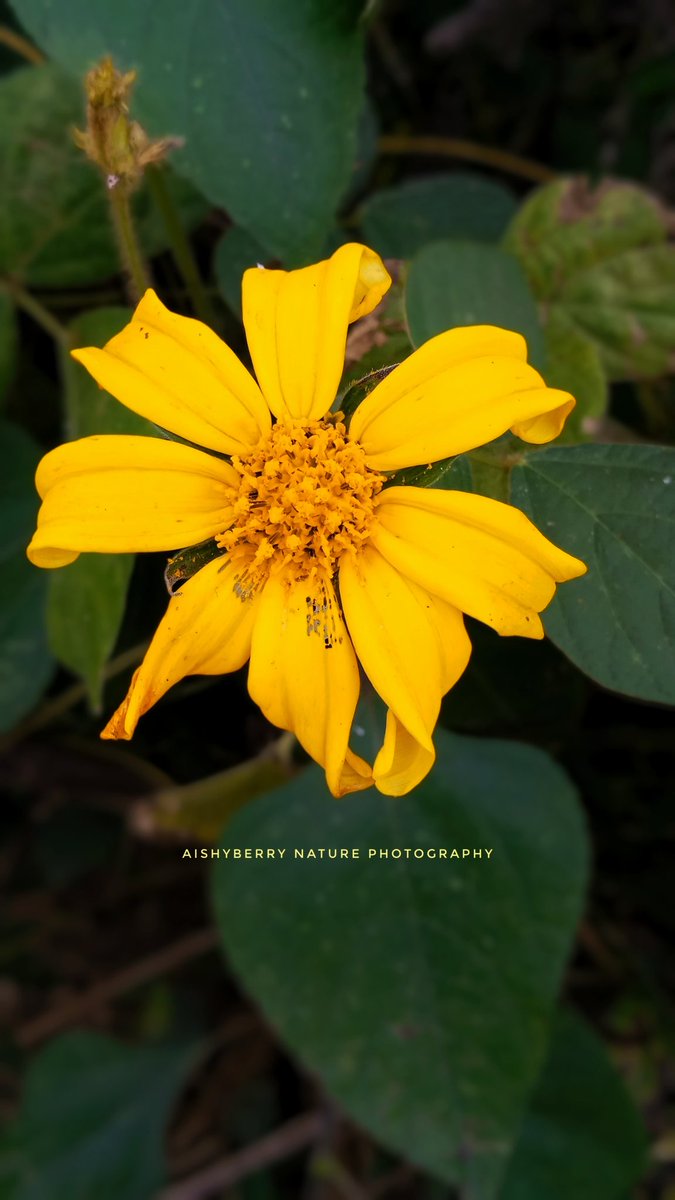 ISMAILAISHA10's tweet photo. Mexican Sunflower🌻

Shot by me on a #Redmi10A 
#nature #sunflower #naturephotography https://t.co/6z3Gv7X28i