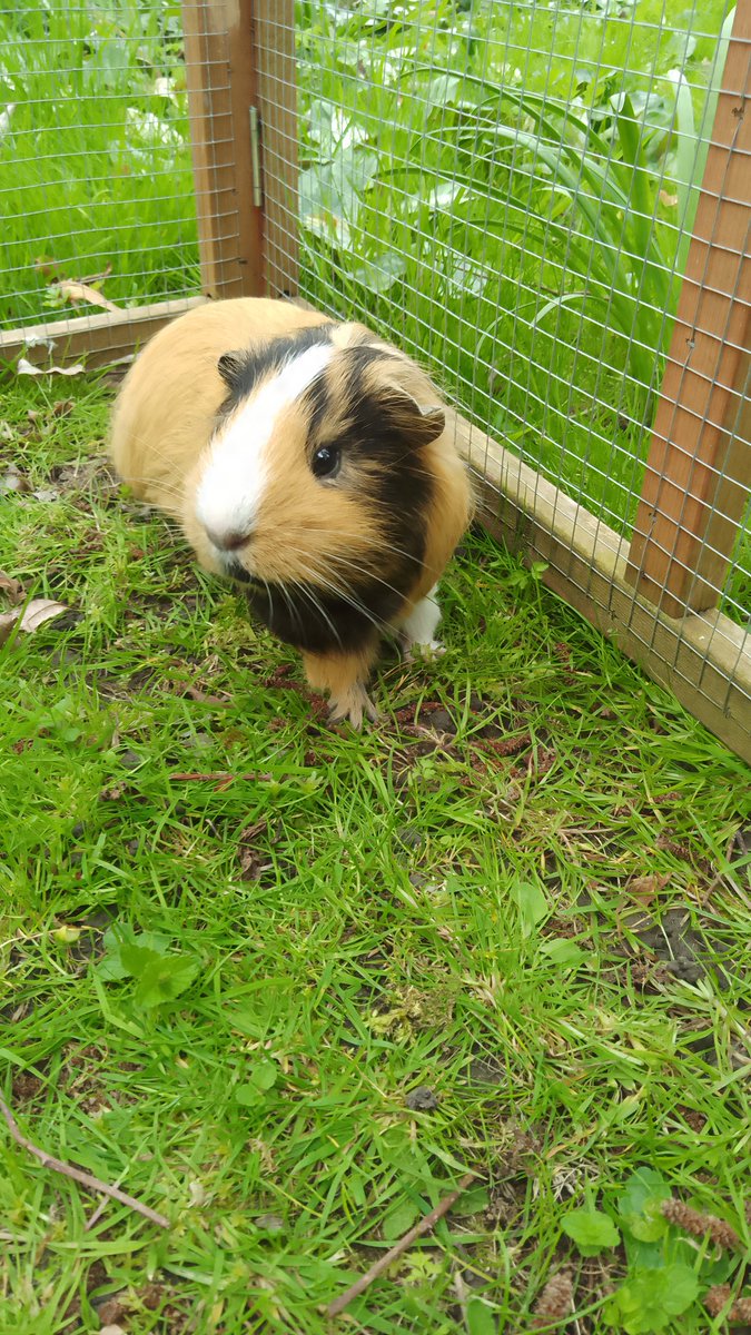 ATaleofJourneys's tweet image. Oh no #RenéandBruno send Emma so much #piggylove! 💛🧡❤️