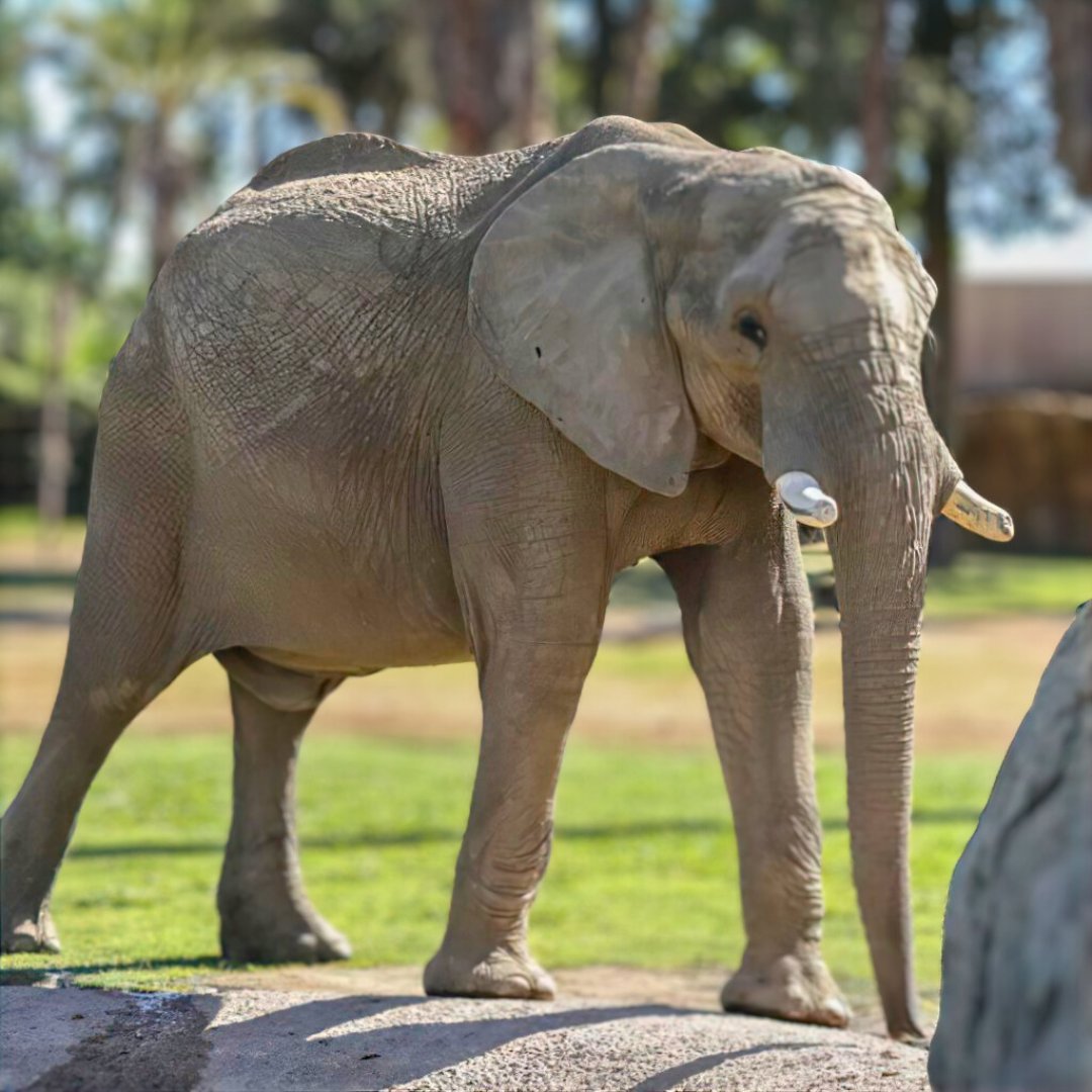 Young male elephants like Vusmusi are often forced into the AZA’s captive breeding program—a deeply traumatic and exploitative experience for captive elephants. Read Vusmusi’s featured story on Free To Be Elephants: freetobeelephants.com/elephant/vusmu…
