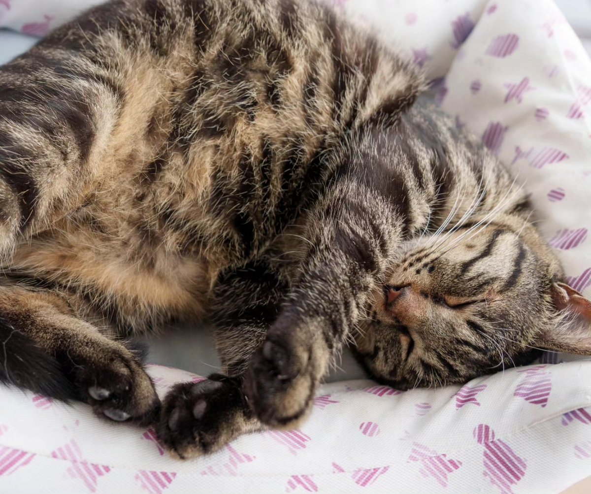 shumin8573's tweet photo. おは猫

#写真好きな人と繋がりたい
#ファインダー越しの私の世界
#猫
#猫のいる暮らし
#猫のいる幸せ
#猫好きな人と繋がりたい
#猫のいる生活 https://t.co/G59TLJ5TlJ