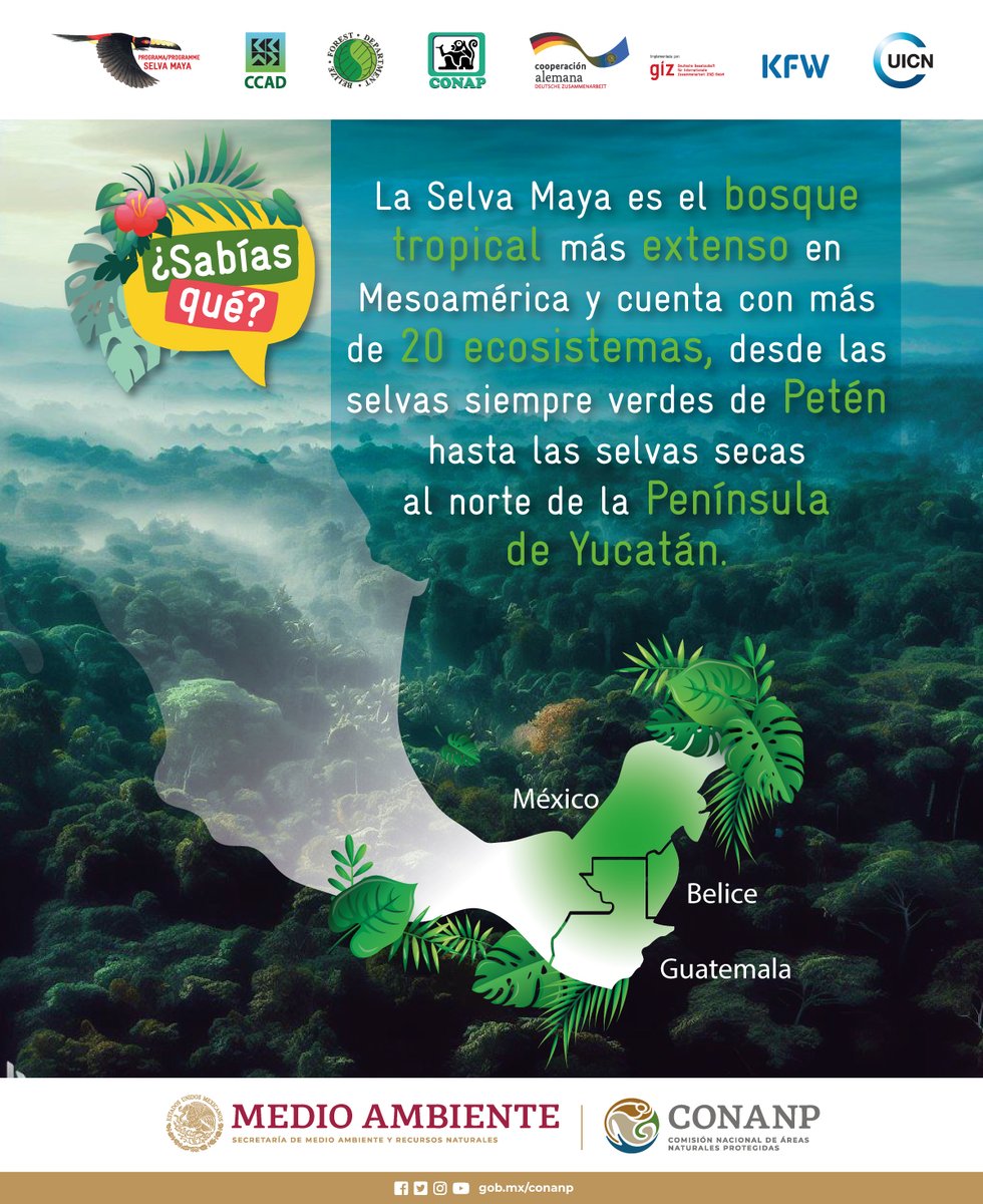 Dentro de la #SelvaMaya encontramos una gran variedad de ecosistemas, cuidarlos genera beneficios para que la vida se mantenga. 💚

#ConservarParaVivir #ServiciosAmbientales 🐍🐆🐝🕷️🦋🪱🪼🦎🐢🐾