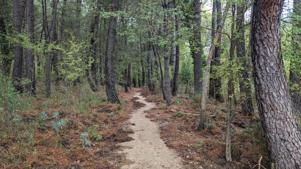 viajarporjaen's tweet photo. 📸 Impresionante como está nuestros parques naturales donde nos anima a coger nuestra mochila y recorrerlos.

Es el caso de José Antonio Palomares que ha realizado una ruta circular desde Arroyo Frío hacia la Cerrada del Utrero, en la Sierra de Cazorla.

#jaénparaísointerior https://t.co/0kGDTTibbS