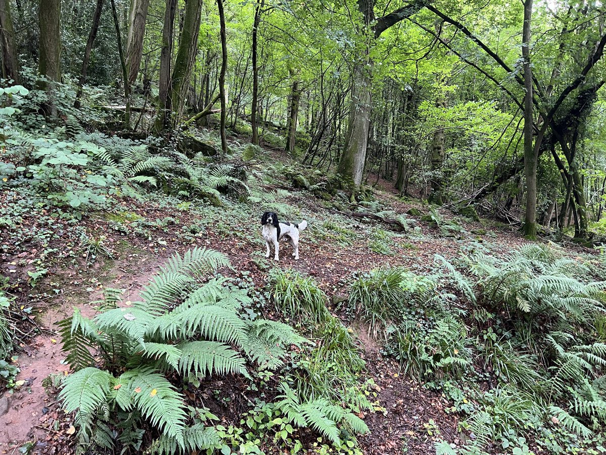 FearStephen's tweet photo. @Dogs4Rescue This is a major #Dog problem created by misconception. There are many more aggressive owners than aggressive dogs. The most important thing is to train, or have trained! Alfie is with me 24/7/365 & we see it all. I hope Geoff finds a home soon. #Predudice https://t.co/YBfr2bFMvH