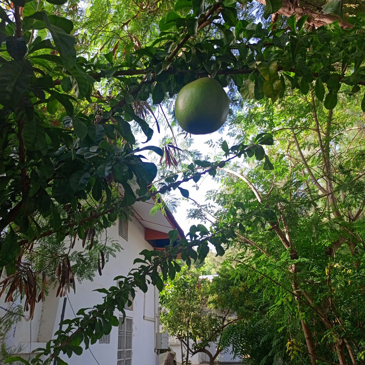 MinielleT's tweet image. Un arbre à calebasse (crescentia cujete) en plein centre-ville ! Ou presque. Je suis au PRH de l&apos;#ISRA et je suis fascinée par la diversité de la flore dans cette réserve de #biodiversité. #CST2023 #rechercheagricole