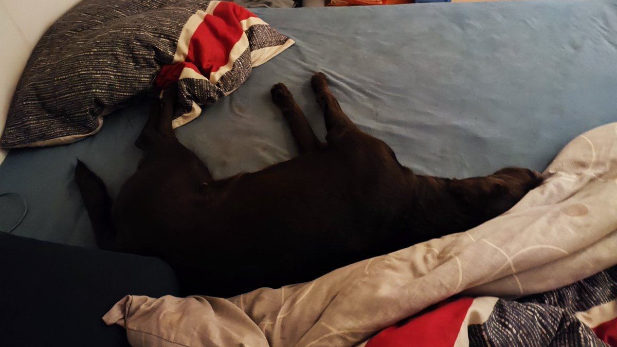 Laut Paragraph Null Tierschutzgesetz gehören achtunddrölfzig Prozent des Betts dem Hund. Bei Zuwiderhandlung drohen hohe Geld- oder sogar Freiheitsstrafen! ☝️