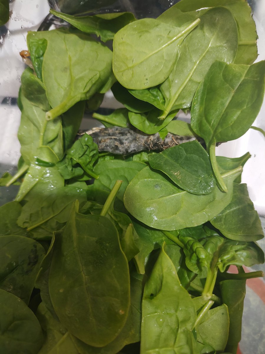 PaoAndrax's tweet photo. @Costco @CostcoMexico @earthboundfarm @Profeco
Es increíble que en sus productos de triple lavado salga esto. 
No puedes confiar en la seguridad e higiene.
#costcometepec
#higiene
#SaludDeCalidad
#earthboundfarm https://t.co/L27XfLaGss
