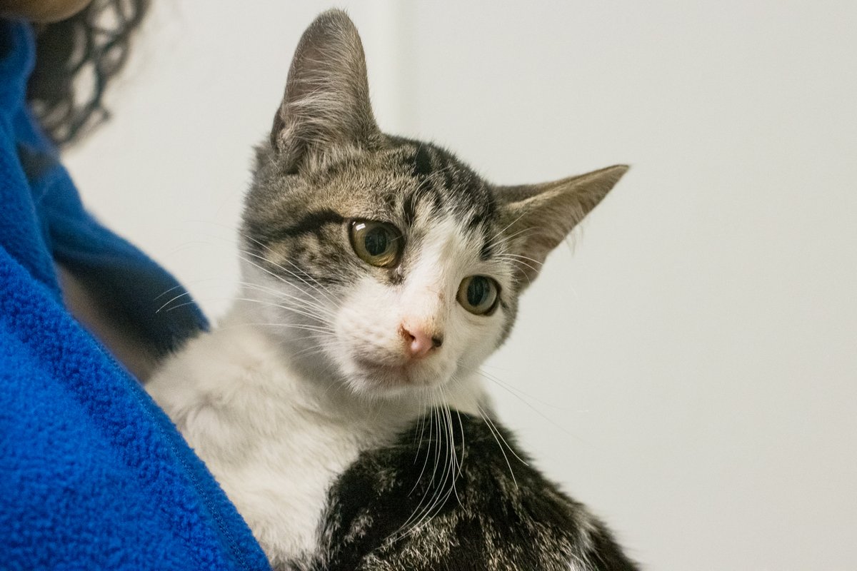 HoustonSPCA's tweet photo. It's @Petsmartcharities #NationalAdoptionWeek, and several kittens are heading out to PetSmart Eldridge today! Be sure to swing by and say hi!
#Kittens #PetSmart #PetSmartCharities #AdoptMe #AdoptionWeek #AdoptMe #AdoptAKitten #KittenAdoption #Houston #SPCA https://t.co/URuroOAaAY