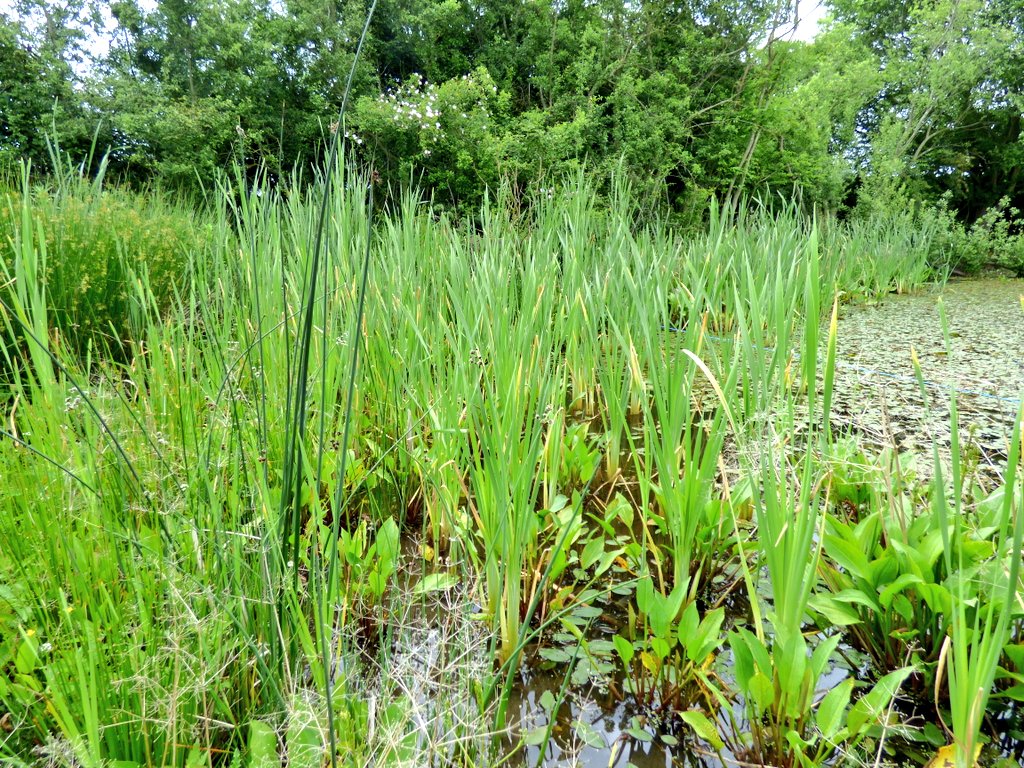 NorfolkPondsProject tweet media
