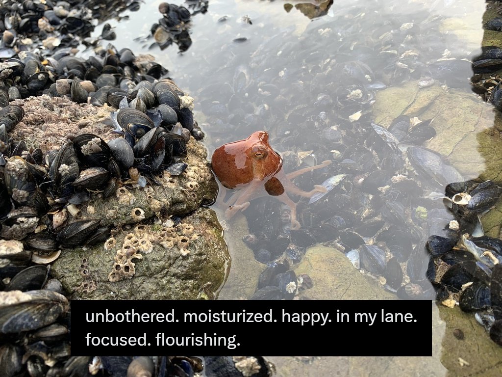 Cephalopods Daily (@cephalopodtoday) on Twitter photo 