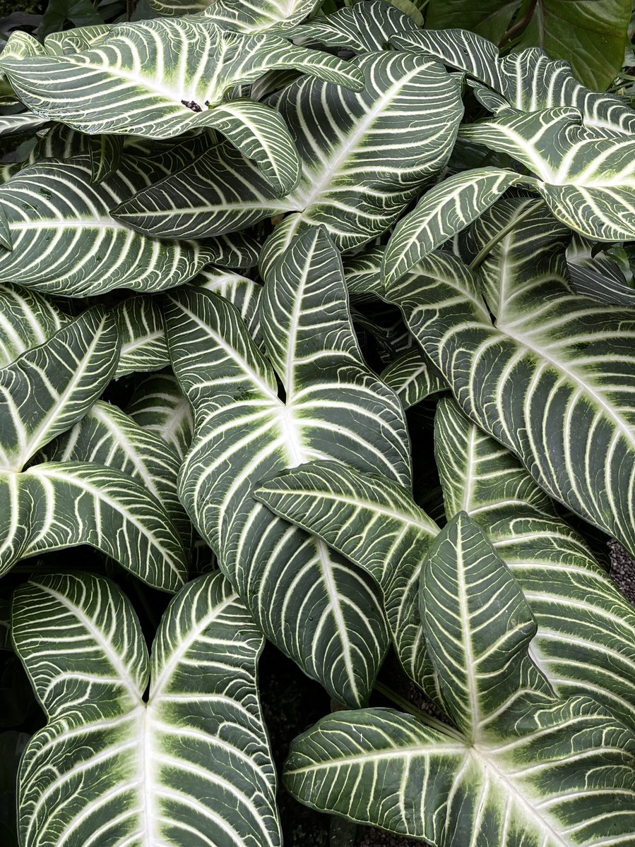 plants.rs tweet media